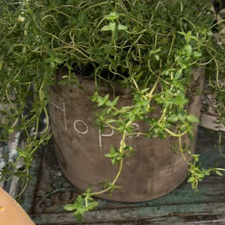 Photo of the plant species Narrow-Fruited Water-Starwort by @TiptopKamahi52 named Kesha on Greg, the plant care app