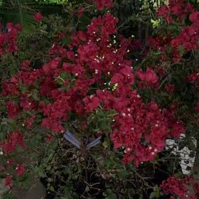 Photo of the plant species Cape Myrtle by @TiptopKamahi52 named Plato on Greg, the plant care app