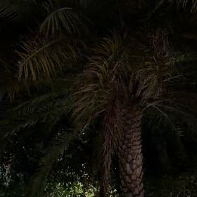 Photo of the plant species Date Palm by @TiptopKamahi52 named Nemo on Greg, the plant care app
