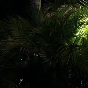Photo of the plant species Nikau Palm by @TiptopKamahi52 named Huckleberry Fern on Greg, the plant care app