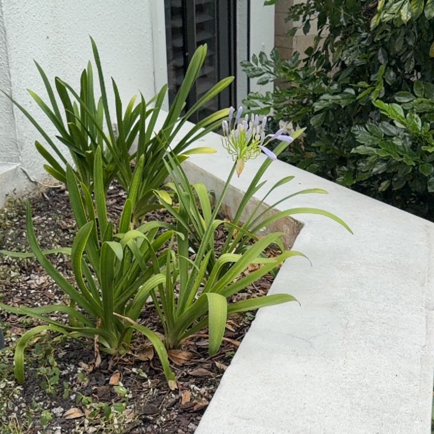Photo of the plant species Mountain Bluet by @TiptopKamahi52 named Lola on Greg, the plant care app