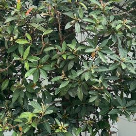 Photo of the plant species Great Laurel by @TiptopKamahi52 named Taylor Swift on Greg, the plant care app