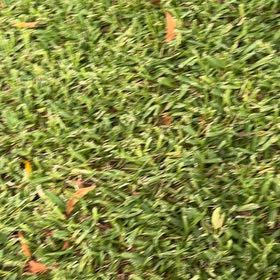 Photo of the plant species St. Augustine Grass by @TiptopKamahi52 named Eva on Greg, the plant care app