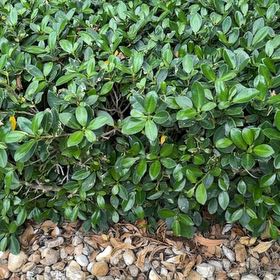 Photo of the plant species Sexton's Bride by @TiptopKamahi52 named Planty on Greg, the plant care app