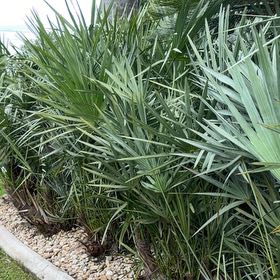 Photo of the plant species Saw Palmetto by @TiptopKamahi52 named McKinley on Greg, the plant care app