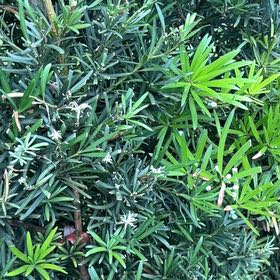 Photo of the plant species English Yew by @TiptopKamahi52 named Morgan Treeman on Greg, the plant care app
