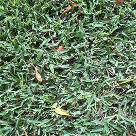 Photo of the plant species St. Augustine Grass by @TiptopKamahi52 named Kesha on Greg, the plant care app
