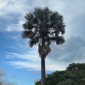 Photo of the plant species Bismarckia by @TiptopKamahi52 named Terra on Greg, the plant care app