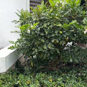 Photo of the plant species Mock Orange by @TiptopKamahi52 named Winston on Greg, the plant care app