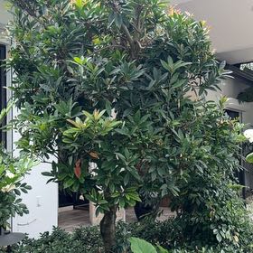 Photo of the plant species Southern Magnolia by @TiptopKamahi52 named Bodhi on Greg, the plant care app