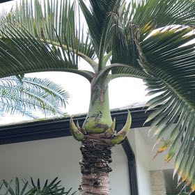 Photo of the plant species Coconut by @TiptopKamahi52 named Zion on Greg, the plant care app
