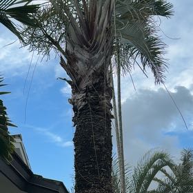 Photo of the plant species Coconut by @TiptopKamahi52 named Bruce Lee on Greg, the plant care app