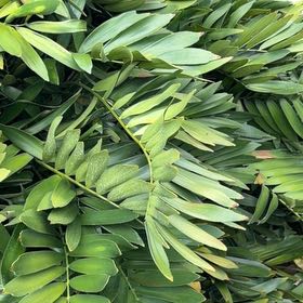 Photo of the plant species Cardboard Palm by @TiptopKamahi52 named Gaga on Greg, the plant care app