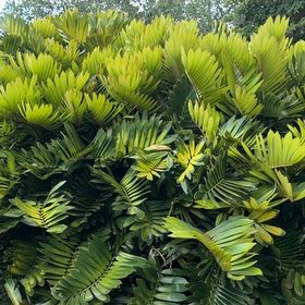 Photo of the plant species Cardboard Palm by @TiptopKamahi52 named Harper on Greg, the plant care app