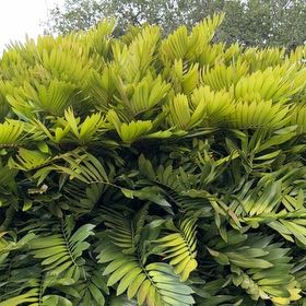 Photo of the plant species Cardboard Palm by @TiptopKamahi52 named Baesil on Greg, the plant care app