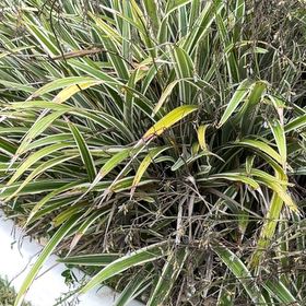 Photo of the plant species Tasman Flax-Lily by @TiptopKamahi52 named Mochi on Greg, the plant care app