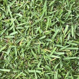 Photo of the plant species St. Augustine Grass by @TiptopKamahi52 named Beckham on Greg, the plant care app