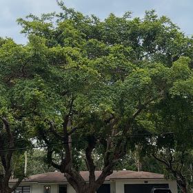 Photo of the plant species Black Olive Tree by @TiptopKamahi52 named Bodhi on Greg, the plant care app