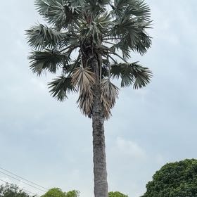 Photo of the plant species Bismarckia by @TiptopKamahi52 named Apollo on Greg, the plant care app