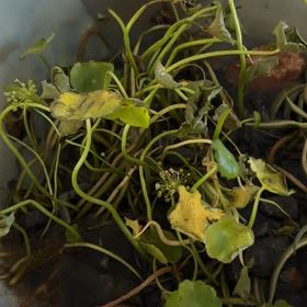 Photo of the plant species Manyflower Marshpennywort by @TiptopKamahi52 named Drake on Greg, the plant care app