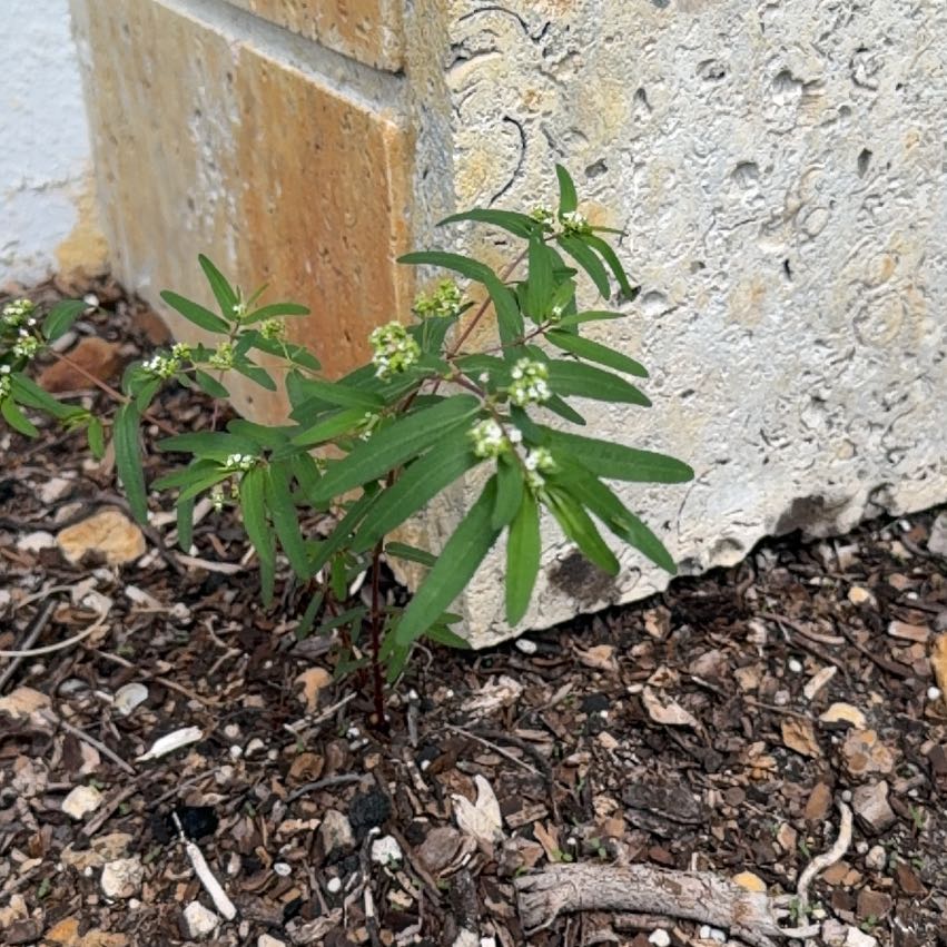 Photo of the plant species Graceful Sandmat by @TiptopKamahi52 named Duke on Greg, the plant care app