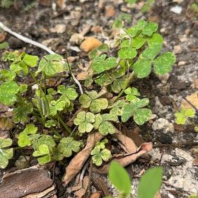 Photo of the plant species Creeping Woodsorrel by @TiptopKamahi52 named Gates on Greg, the plant care app