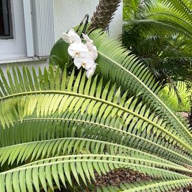 Photo of the plant species Fiddle Leaf Plumeria by @TiptopKamahi52 named Robert Plant on Greg, the plant care app