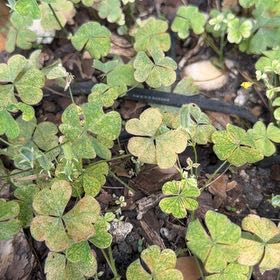 Photo of the plant species Creeping Woodsorrel by @TiptopKamahi52 named Kendall on Greg, the plant care app