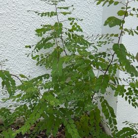 Photo of the plant species Horseradish Tree by @TiptopKamahi52 named Baesil on Greg, the plant care app