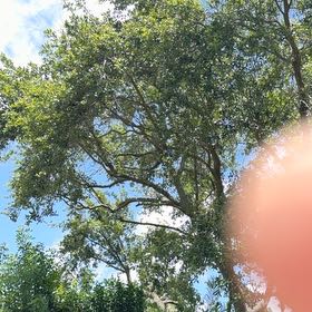 Photo of the plant species Common Cottonwood by @TiptopKamahi52 named Aristotle on Greg, the plant care app