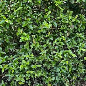 Photo of the plant species Asiatic Jasmine by @TiptopKamahi52 named Gregarious on Greg, the plant care app