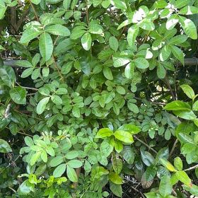 Photo of the plant species Brazilian Peppertree by @TiptopKamahi52 named Tolkien on Greg, the plant care app