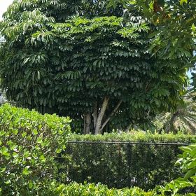 Photo of the plant species Octopus Tree by @TiptopKamahi52 named Sproutacus on Greg, the plant care app