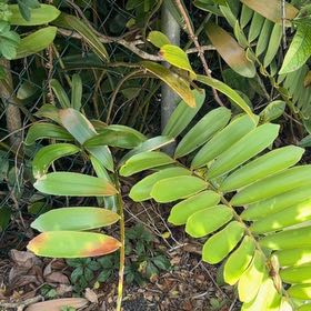 Photo of the plant species Cardboard Palm by @TiptopKamahi52 named Pax on Greg, the plant care app