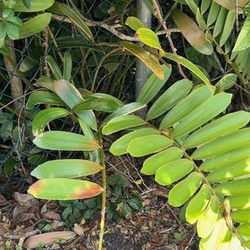 Photo of the plant species Cardboard Palm by @TiptopKamahi52 named Einstein on Greg, the plant care app