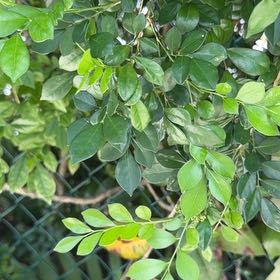 Photo of the plant species Mock Orange by @TiptopKamahi52 named Sol on Greg, the plant care app
