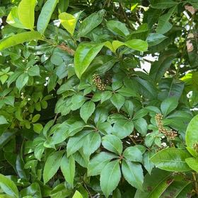 Photo of the plant species Sweet Olive by @TiptopKamahi52 named Rihanna on Greg, the plant care app