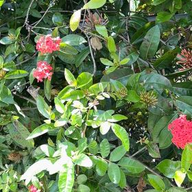 Photo of the plant species Flame of the Woods by @TiptopKamahi52 named Sonora on Greg, the plant care app