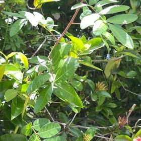 Photo of the plant species Brazilian Peppertree by @TiptopKamahi52 named Kardashian on Greg, the plant care app