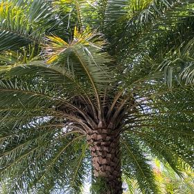 Photo of the plant species Date Palm Tree by @TiptopKamahi52 named Girlfrond on Greg, the plant care app