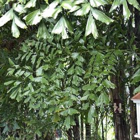 Photo of the plant species Fishtail Palm by @TiptopKamahi52 named Fernie Mercury on Greg, the plant care app