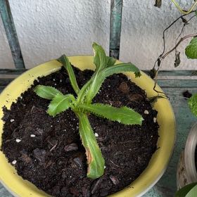 Photo of the plant species Culantro by @TiptopKamahi52 named da Vinci on Greg, the plant care app