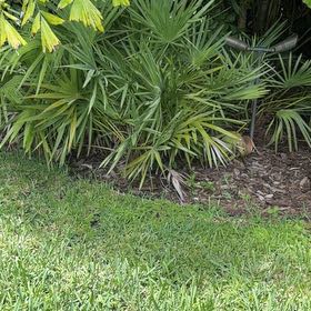 Photo of the plant species Saw Palmetto by @TiptopKamahi52 named Austen on Greg, the plant care app