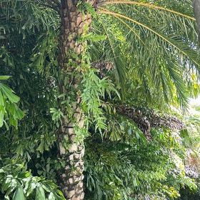 Photo of the plant species Fishtail Palm by @TiptopKamahi52 named ChloroPhil on Greg, the plant care app