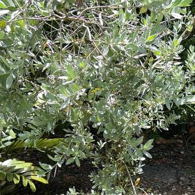 Photo of the plant species Russian Olive by @TiptopKamahi52 named Bella on Greg, the plant care app