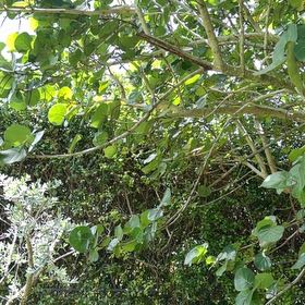 Photo of the plant species Seagrape by @TiptopKamahi52 named Surya on Greg, the plant care app