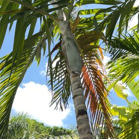 Photo of the plant species Christmas Palm by @TiptopKamahi52 named Nemo on Greg, the plant care app