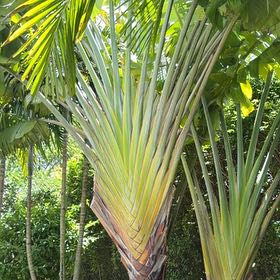 Photo of the plant species Cabbage Palm by @TiptopKamahi52 named Bodhi on Greg, the plant care app