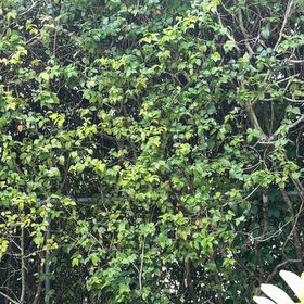 Photo of the plant species Surinam Cherry by @TiptopKamahi52 named Ulysses S Plant on Greg, the plant care app