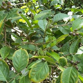 Photo of the plant species Lagerstroemia Indica by @TiptopKamahi52 named Maya on Greg, the plant care app